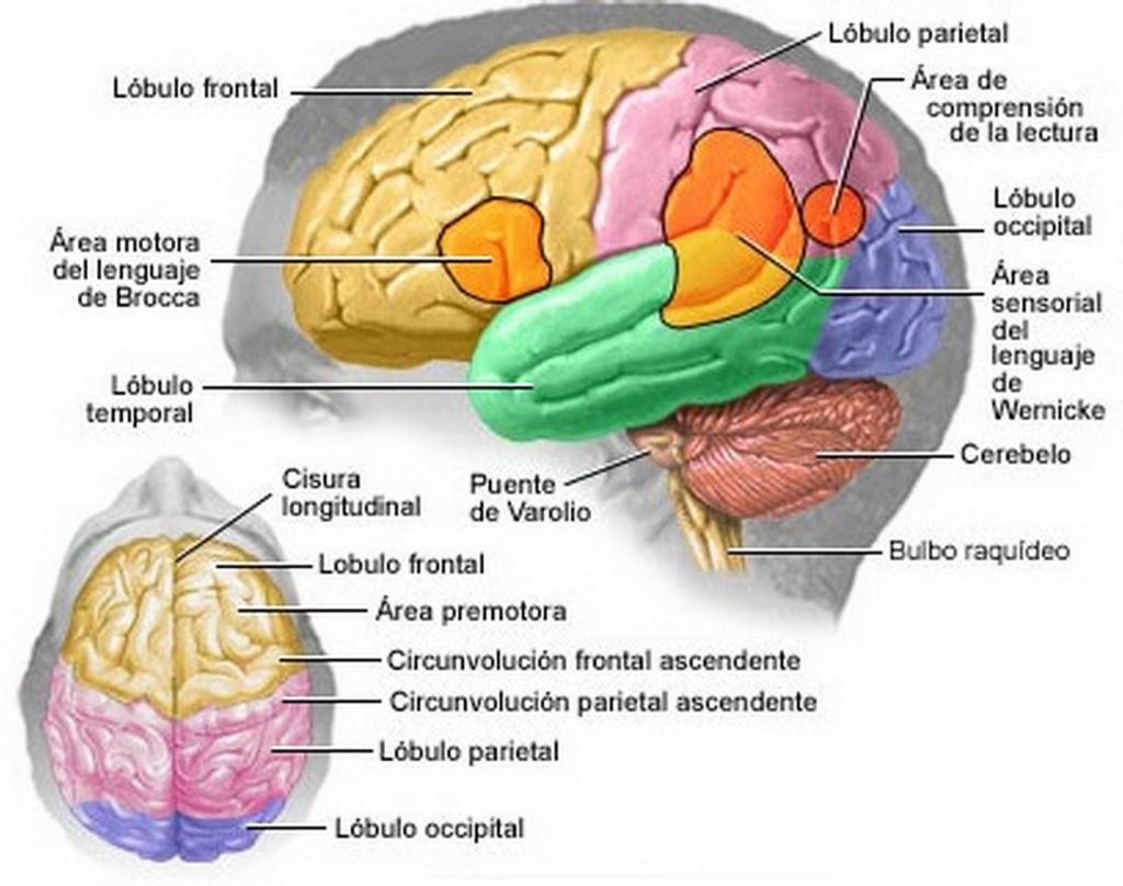 Áreas principales del cerebro