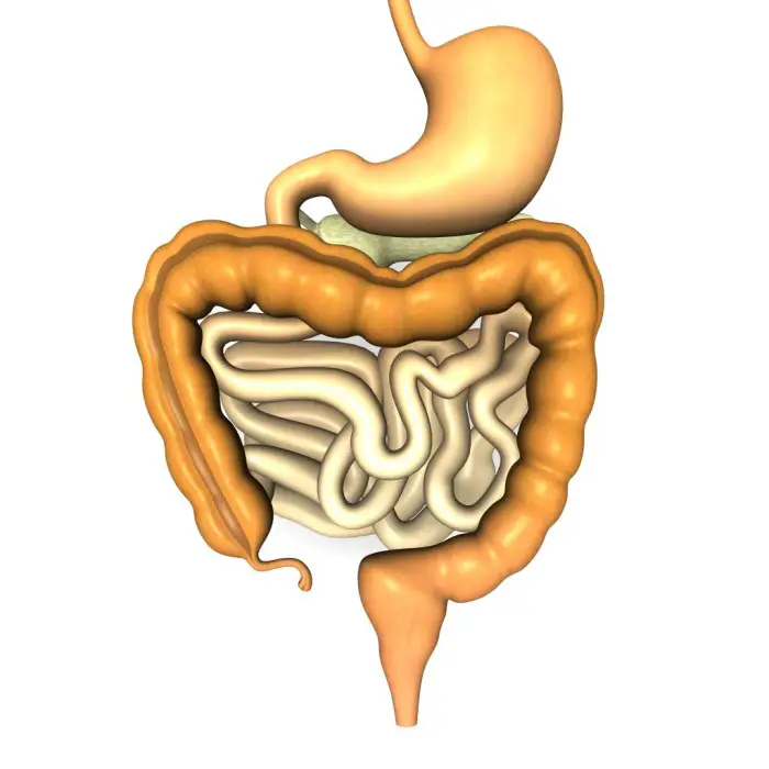 C Mo Funciona El Aparato Digestivo Como Funciona Que