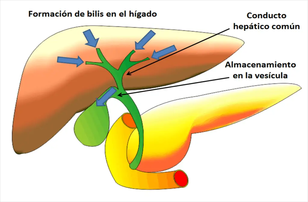 Formación de la bilis del hígado