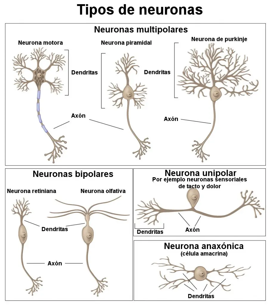 Tipos de neuronas