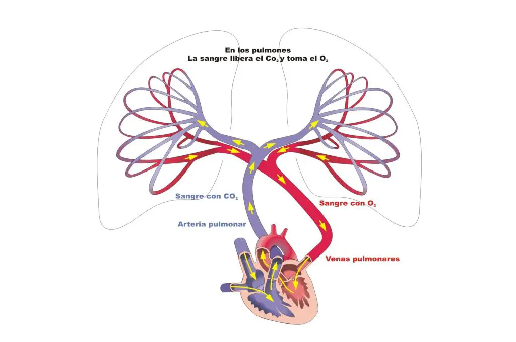 El sistema circulatorio a través de los pulmones