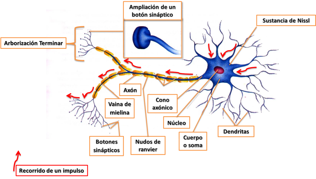 Estructura de una neurona