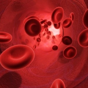 Glóbulos sanguíneos