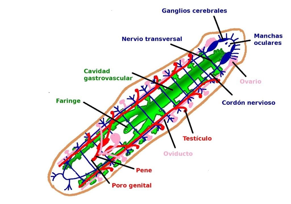 Sistema nervioso de un invertebrado.