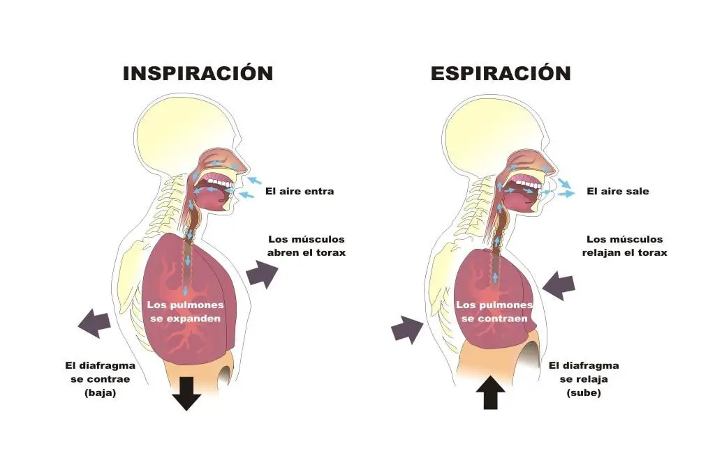 Cómo se produce la inhalación y exhalación paso a paso