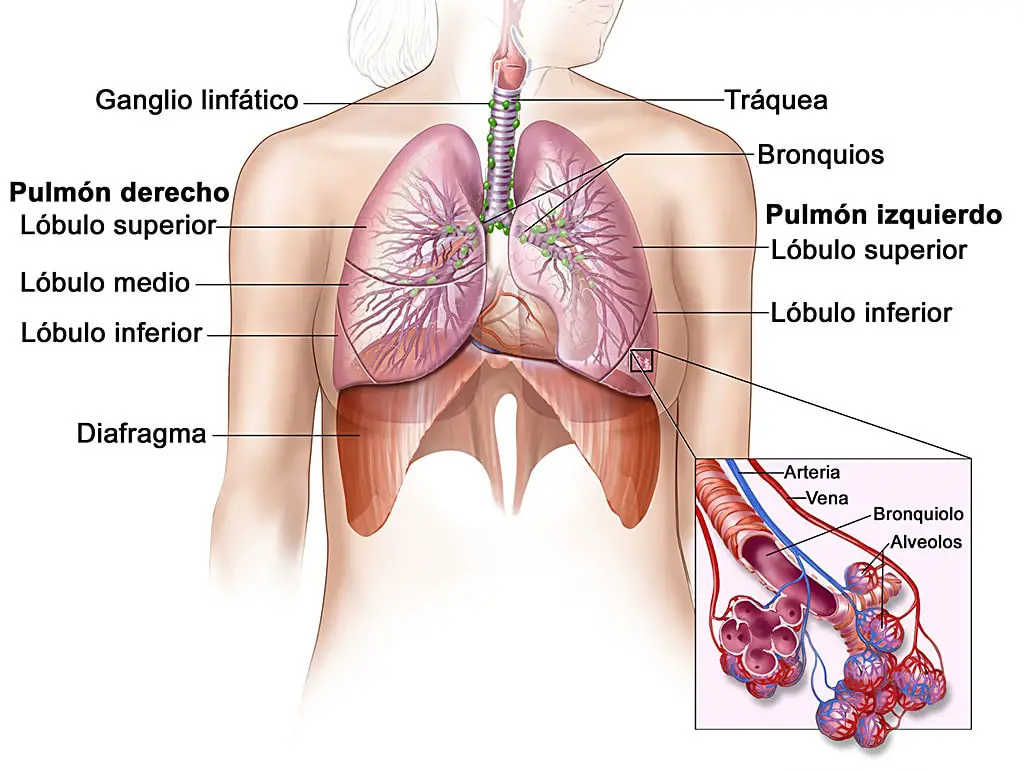 El interior de los pulmones y los alvéolos capilares