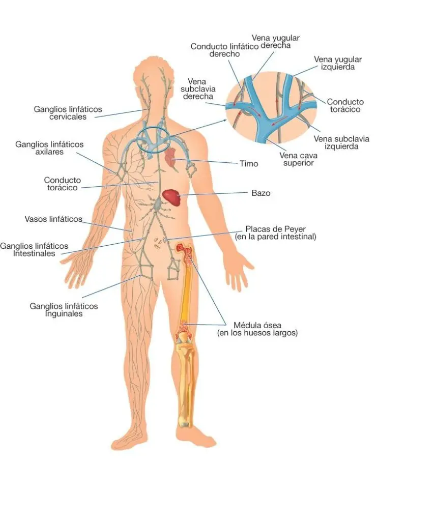 Descripción del sistema linfático, sus conductos y sus conexiones