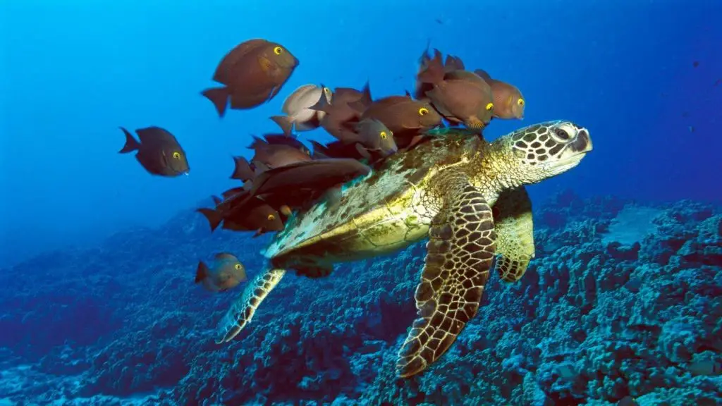 Animales del ecosistema marino