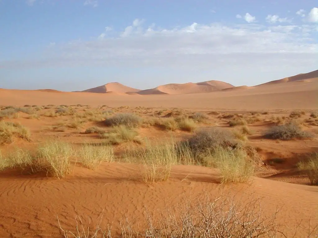 El Sáhara, ecosistema desértico
