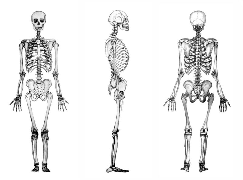 El esqueleto humano desde diferentes perspectivas