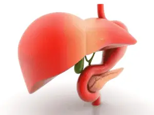 El hígado es el único órgano capaz de regenerarse