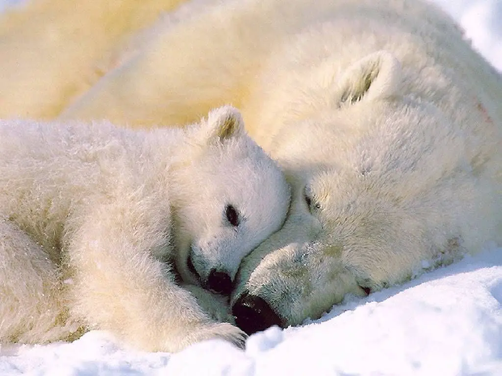 La existencia de los animales polares se ve afectada por el cambio climático