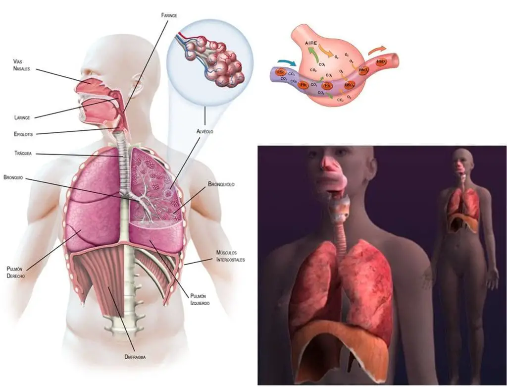 Los músculos y órganos involucrados en la respiración