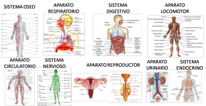 Las Sistemas Del Cuerpo Humano Y Sus Funciones Vitales