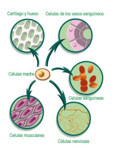 Proceso de diferenciación celular