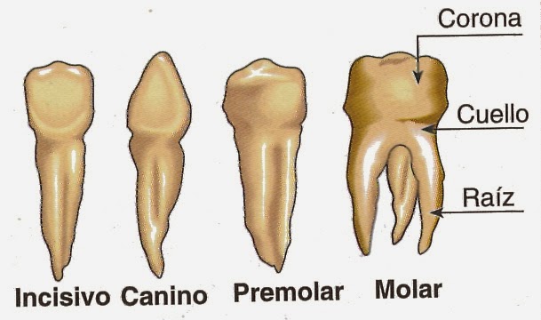Cada diente tiene una función determinada al masticar la comida, por eso tienen una forma diferente