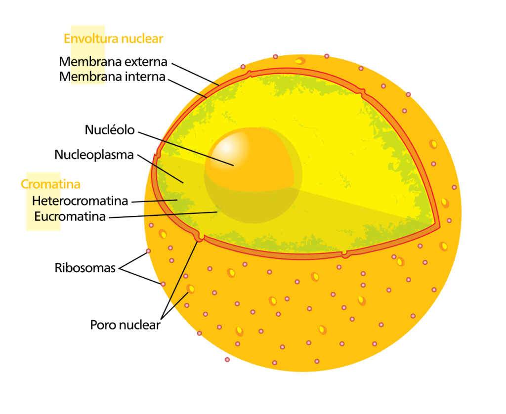Descripcion detallada de la estructura del nucleo celular