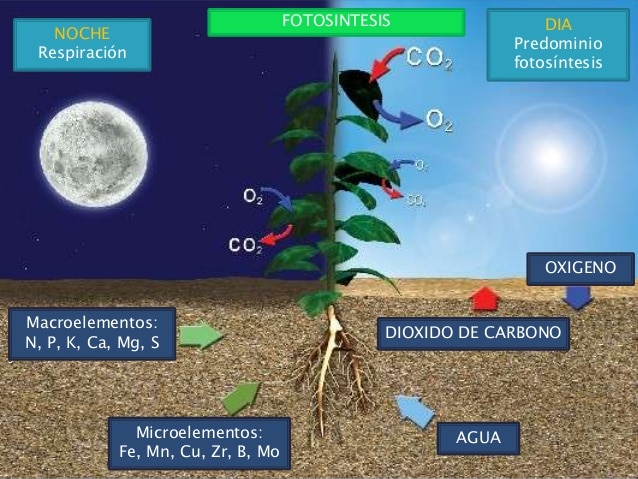 Durante el día las plantas sueltan oxígeno y por la noche dióxido de carbono, en cantidades más pequeñas