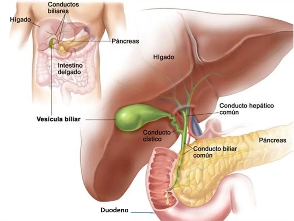 El duodeno recibe la bilis producida por la vesicula biliar y el higado