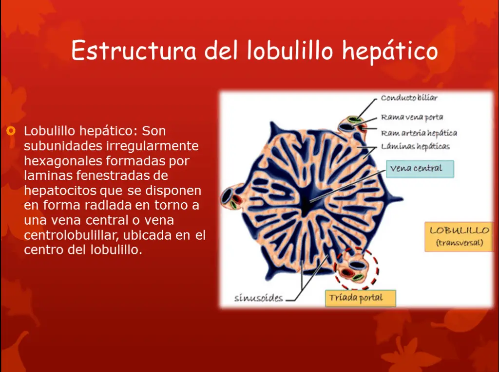 El lobulillo hepático está formado por los sinusoides que contienen células de Kupffer y hepatocitos