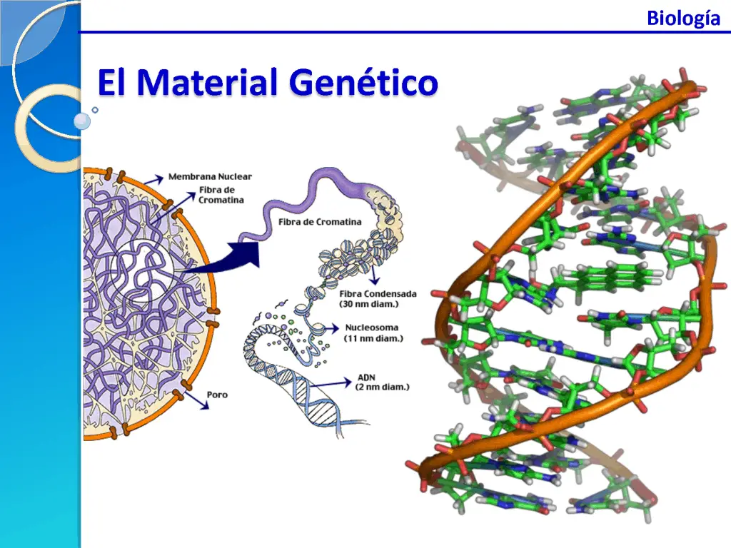 El material genético, el ADN, se almacena en cromosomas dentro del núcleo