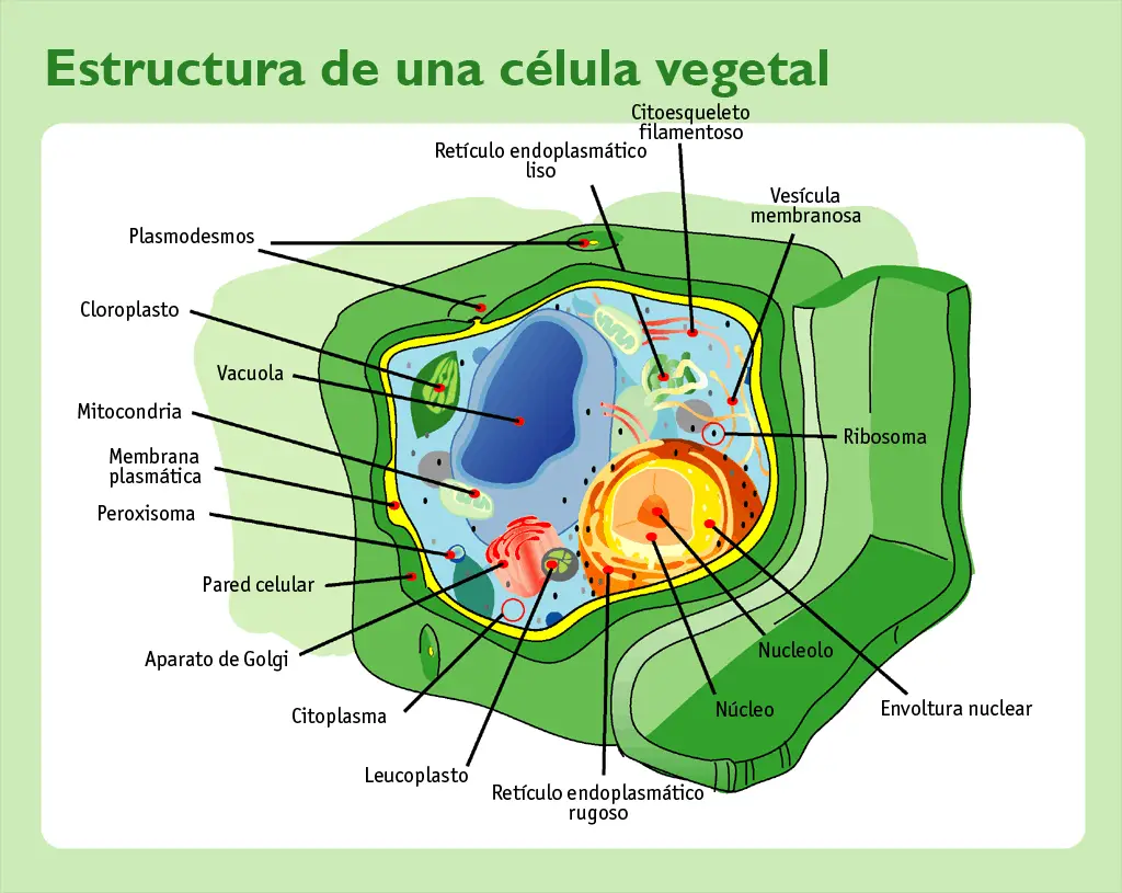 El nucleo de la celula vegetal es como su control central, encargado de las funciones mas importantes