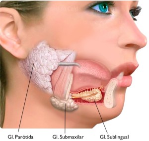 Localización de las glándulas salivares en la boca