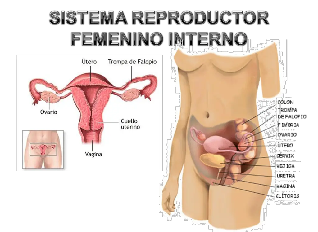 El aparato reproductor femenino se encuentra situado en el bajo vientre