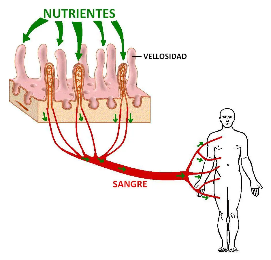 El intestino absorbe los nutrientes a traves de las vellosidades, enviandolos al torrente sanguineo de todo el cuerpo
