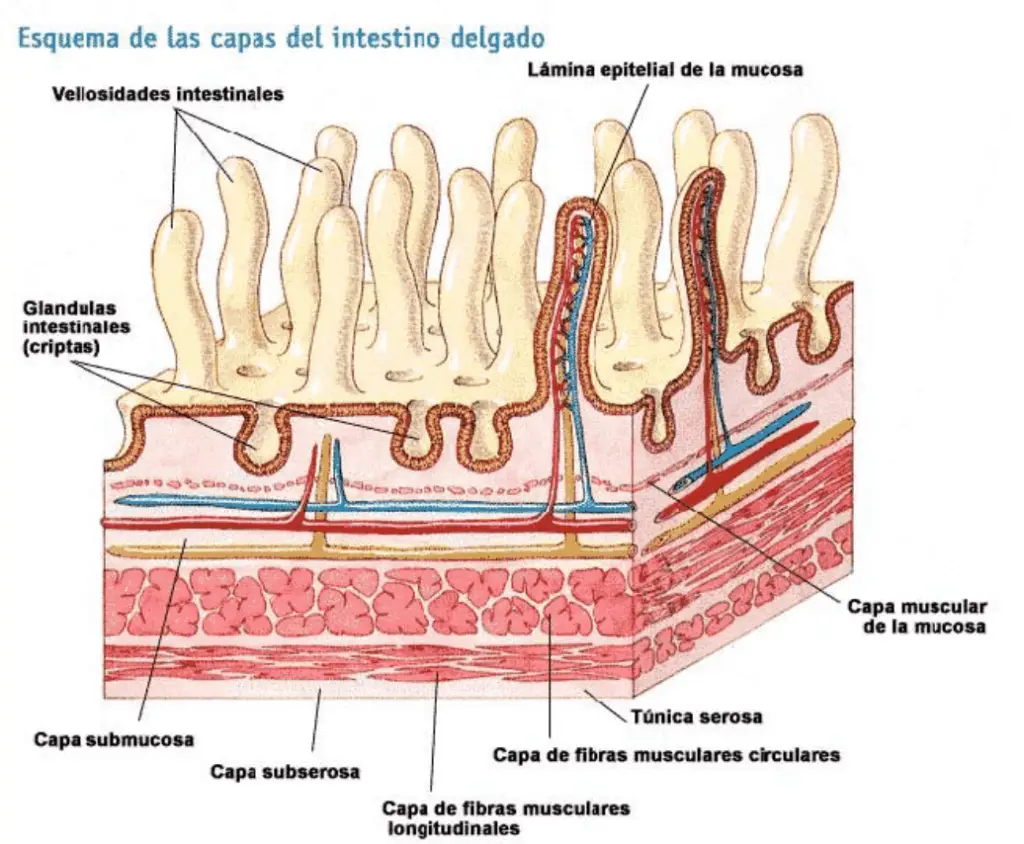 El intestino delgado contiene vellosidades en sus paredes, que estan formadas por varias capas