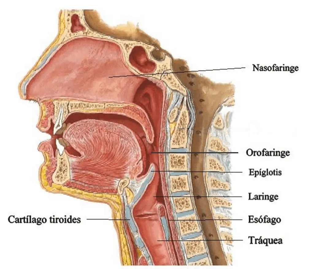 La faringe conecta la boca con el esofago transportando el bolo alimenticio al estomago