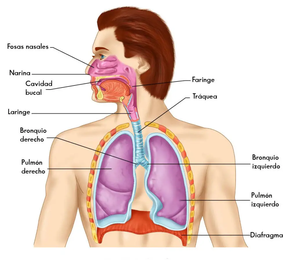 La respiracion se produce gracias a la conexion existente entre la faringe y la traquea