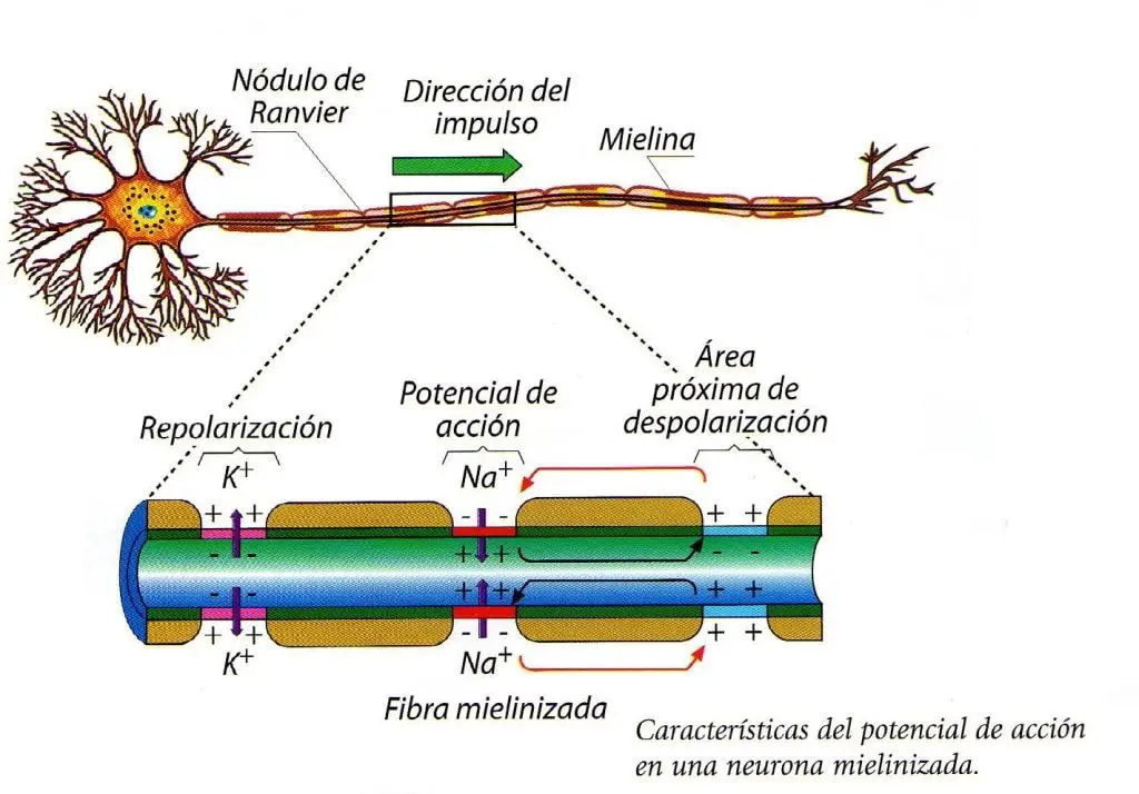 Un impulso nervioso es un potencial de accion que se propaga a lo largo de la neurona, dependiendo de la abertura de los canales de sodio y potasio