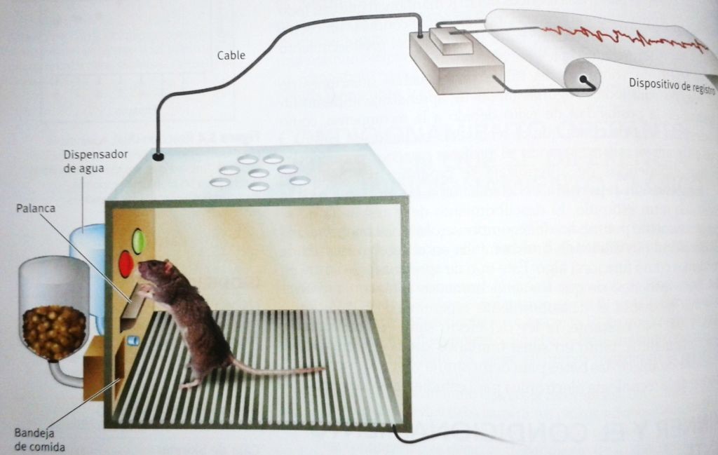 Skinner creo su famosa caja en la que realizaba experimentos con una rata siguiendo el condicionamiento operante