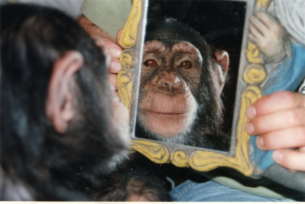 Los chimpances a pesar de tener autoconciencia para reconocerse en el espejo, no tienen capacidad reflexiva