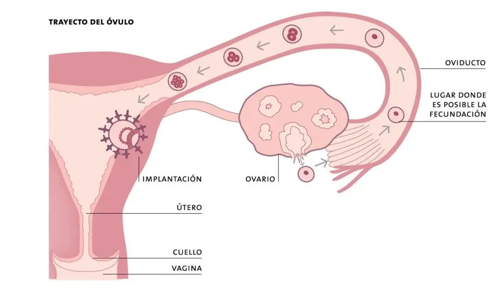 Breve descripcion del trayecto del ovulo la reproduccion es la funcion principal de la estructura del utero