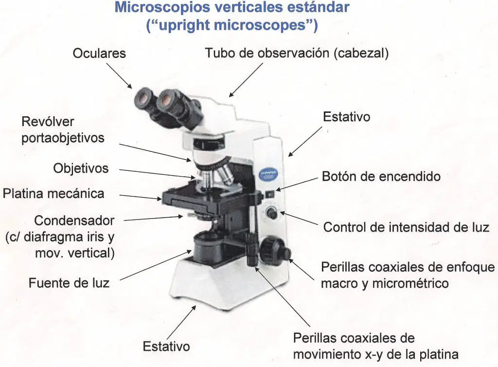 Descripcion de las diferentes partes que componen un microscopio vertical estandar