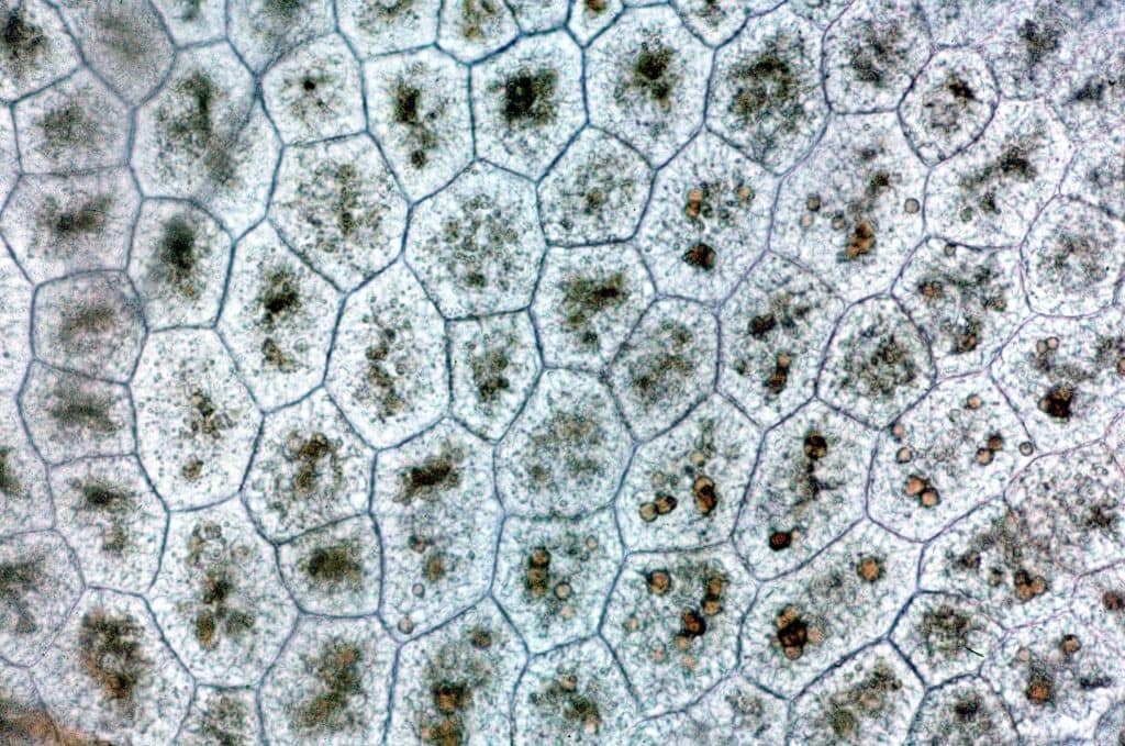 Imagen al microscopio de celulas vegetales