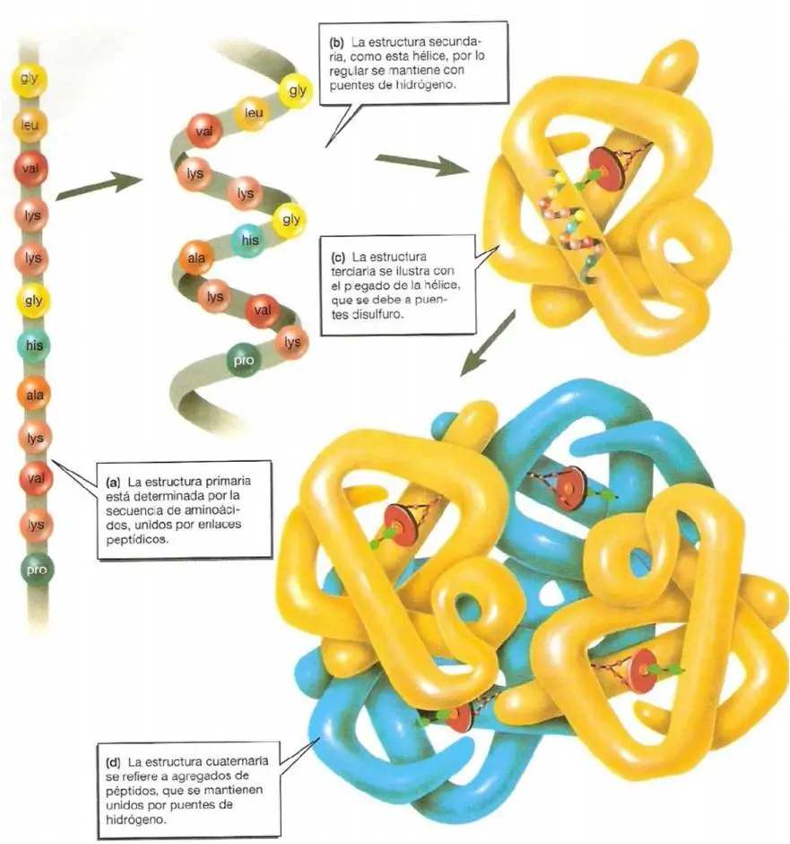 La estructura de las proteinas puede ser de cuatro tipos: primaria, secundaria, terciaria o cuaternaria