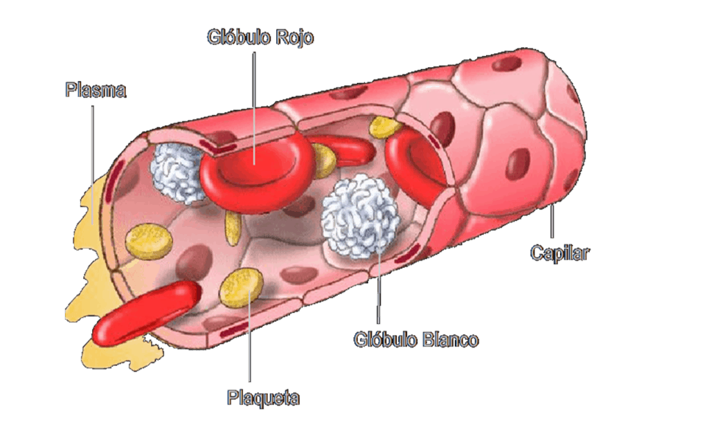Las plaquetas producen la contraccion de las fibras musculares provocando la coagulacion de la sangre