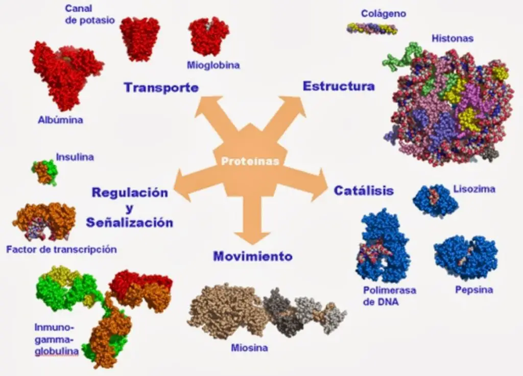 Las proteinas son las encargadas de llevar a cabo las principales funciones de las células