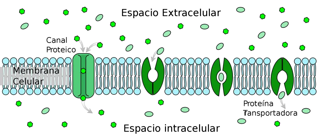 Las proteinas traspasan la membrana celular del espacio extracelular a su interior, a traves del canal proteico