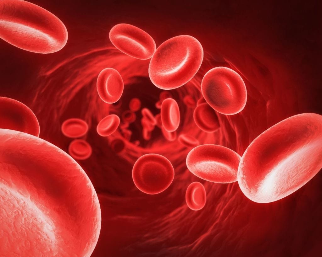 Los globulos rojos son los encargados de transportar el oxigeno a todas las partes del cuerpo