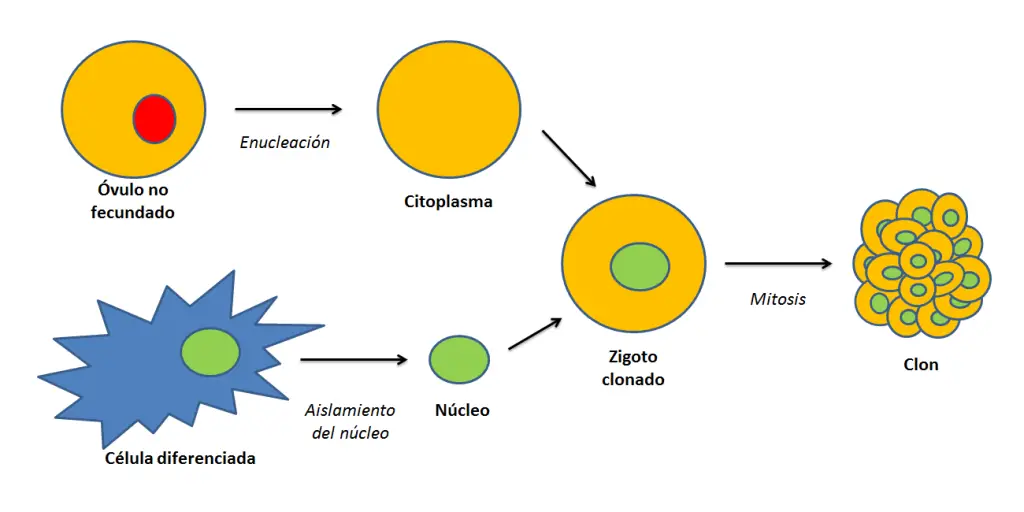Explicacion grafica de como se cambia el nucleo de una celula somatica por el del ovulo, con el fin de crear un clon