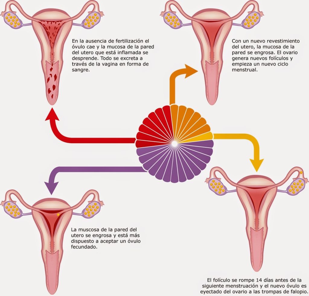 Explicacion grafica de las diferentes fases de la ovulacion hasta llegar a la menstruacion