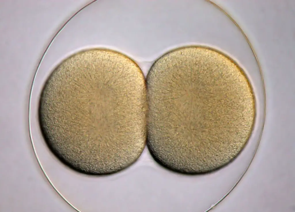 Un embrion temprano es separado en dos celulas individuales realizando asi el hermanamiento artificial