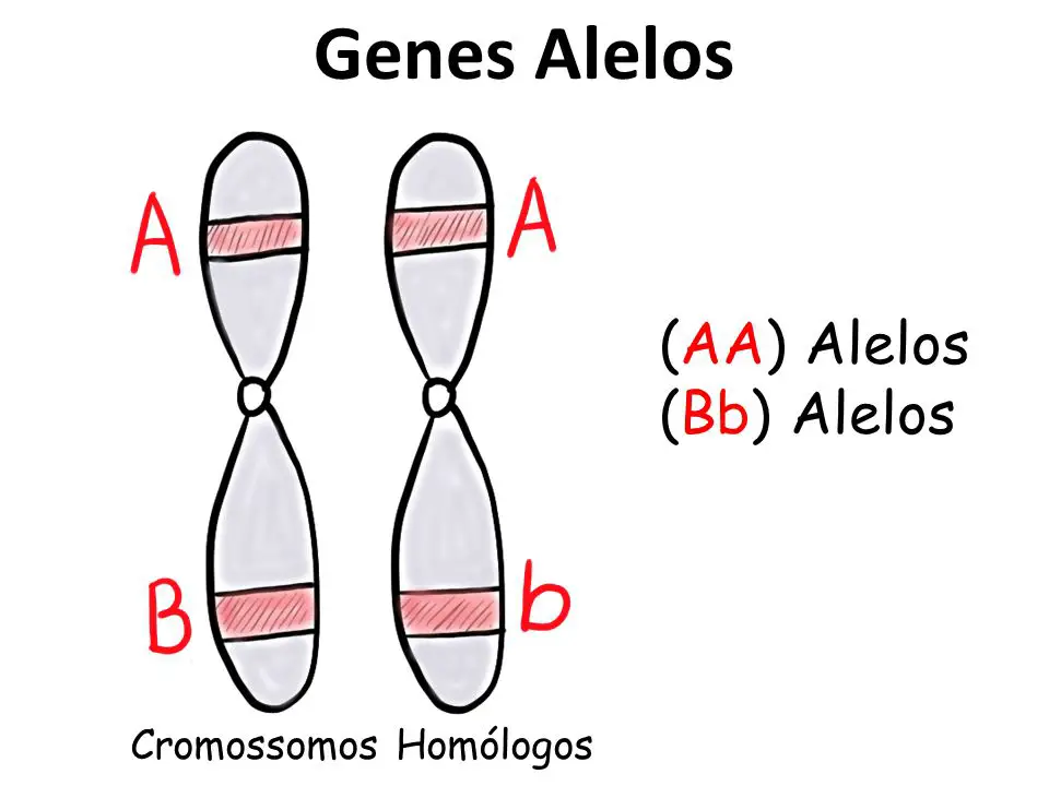 Ejemplo de alelos que puede haber dentro de un cromosoma