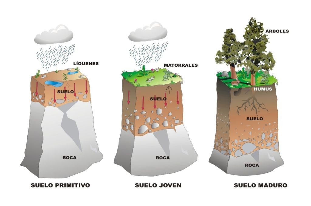 Evolucion en la formacion del suelo. Imagen procedente de educativa.catedu.es