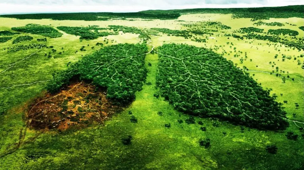 La perdida de biodiversidad se ha producido por la deforestacion, los vertidos industriales, los residuos y la accion general del ser humano