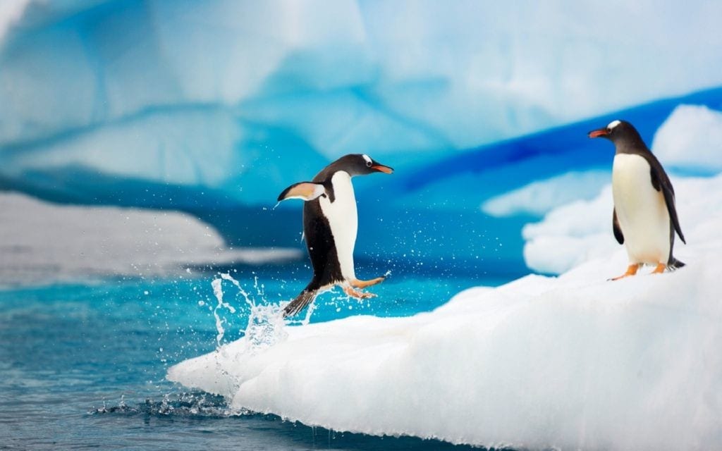El continente de la antartida es un clima muy frio y sexo que permite la supervivencia de especies muy diferentes al resto de lugares
